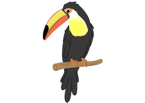 Toucan Cartoon Migratory Bird, Toucan, Cartoon, Birds PNG Transparent ...