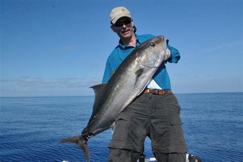 Greater Amberjack Florida Sportsman