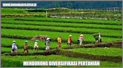 Mendorong Diversifikasi Pertanian Inovasi Untuk Masa Depan Desa