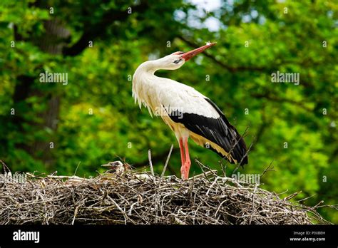 White Storks Ciconia Ciconia Greeting In The Nest Switzerland Stock