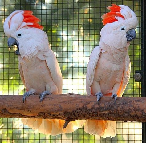 Cockatoo Birds For Sale Anne Manie AL 92764 Petzlover