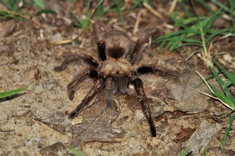 Female Tarantula Spider Close Up Free Stock Photo Public Domain Pictures