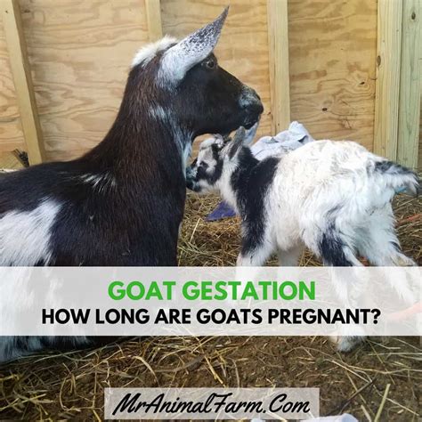 Goat Gestation - How Long are Goats Pregnant? - Mranimal Farm