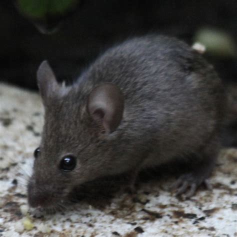 Collection 100 Pictures Pictures Of A House Mouse Updated