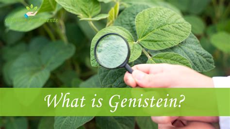 Genistein Health Benefits X Your Health Naturally