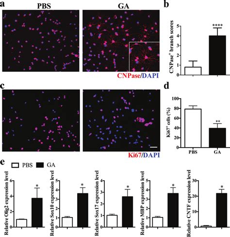 Ga Promoted Opc Differentiation And Myelination In Vitro Opcs Were