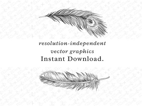 Feather Svg Feathers Svg Feather Clipart Feather Svgs Feather Vector