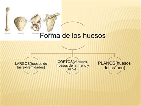 La Division Del Cuerpo Humano Por Sandra Salazar