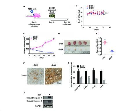 Znf And Inhibited Nsclc Xenografted Tumors Growth In Nude Mice A