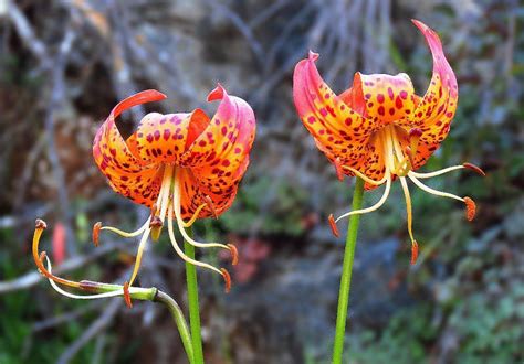 Lilium Pardalinum