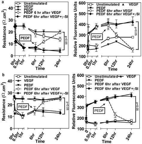 Hypoxia Increases Vascular Permeability Temporal Changes In