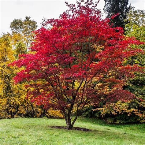 Japanese Maple Bloodgood