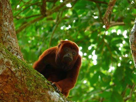 Monos Con Fuertes Rugidos Producen Menos Espermatozoides