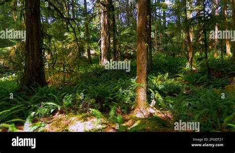 Rainforest ferns Stock Videos & Footage - HD and 4K Video Clips - Alamy