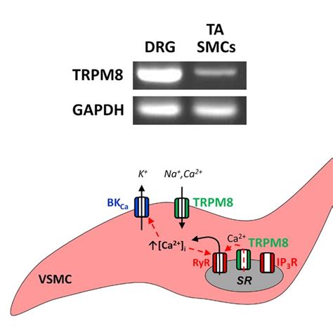 Detection Of Trpm8 Gene Expression And Schematics Of Sub Cellular