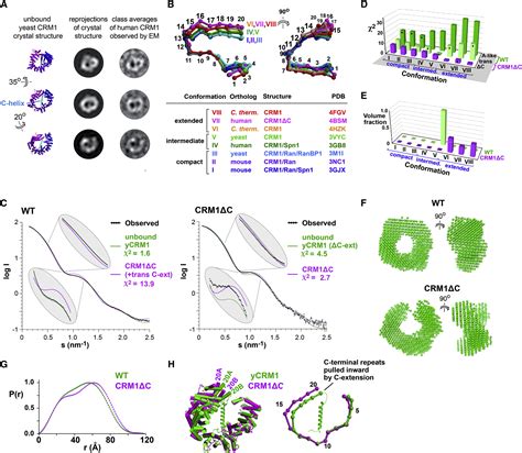 Structure Of A Truncation Mutant Of The Nuclear Export Factor Crm1