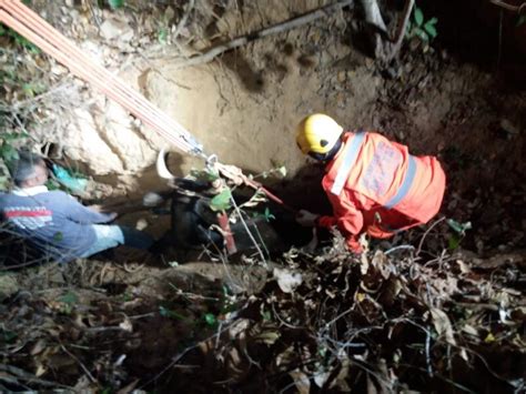 Vaca prenha é resgatada após cair em barroca 3 metros de