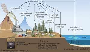 Biogeochemical Cycle Science Britannica