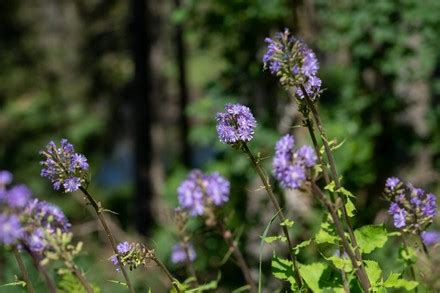 1,000 Alpine plants Stock Pictures, Editorial Images and Stock Photos | Shutterstock