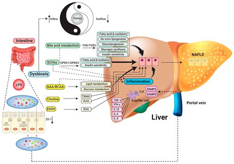 Nutrients Free Full Text Role Of Probiotics In Non Alcoholic Fatty Liver Disease Does Gut