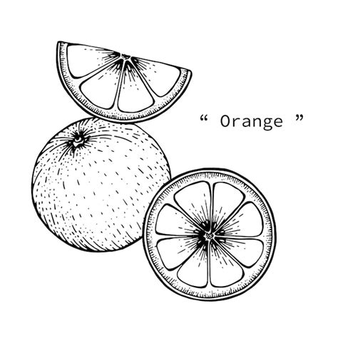 손으로 그린 라인 아트 드로잉 오렌지 과일 그림 프리미엄 벡터