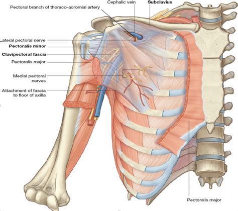 Pectoral Region Diagram Diagram Quizlet