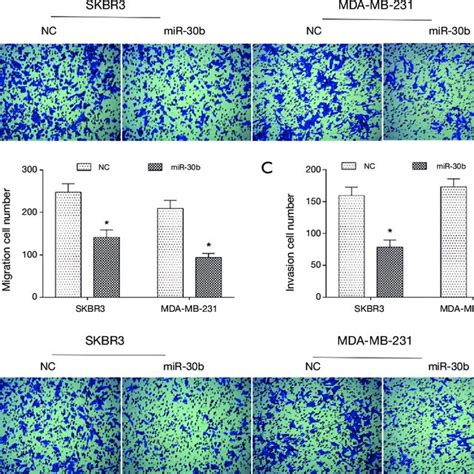 Overexpression Of Mir B Inhibits Migration And Invasion Of Skbr And