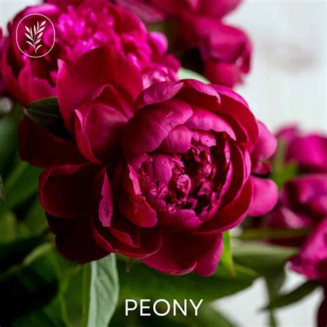 The peony Care, varieties, and history of a timeless flower