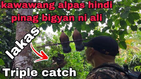 Alimukon Hunt Kahit Mga Wais Na Alpas Di Naka Tiis Sa Akit Ni Ali