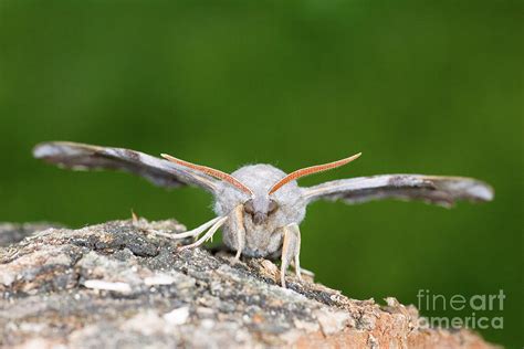 Poplar Hawk Moth Photograph By John Devries Science Photo Library Pixels