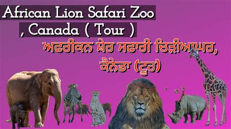 African Lion Safari Cambridge Tour Canada ਅਫਰੀਕਨ ਸ਼ੇਰ ਸਫਾਰੀ ਚਿੜੀਆਘਰ