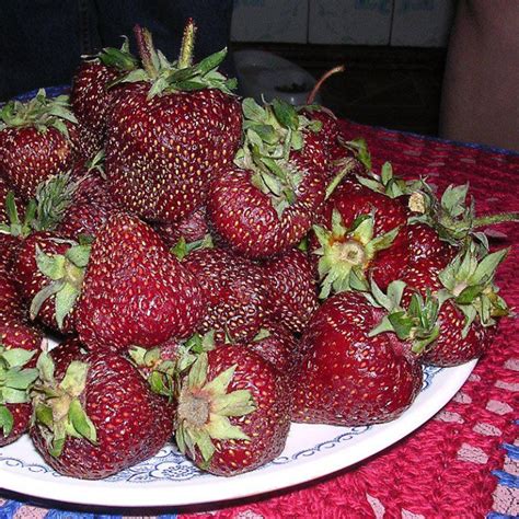 Купить саженцы Клубника Чёрный принц в Москве по цене 95 р. с доставкой ...