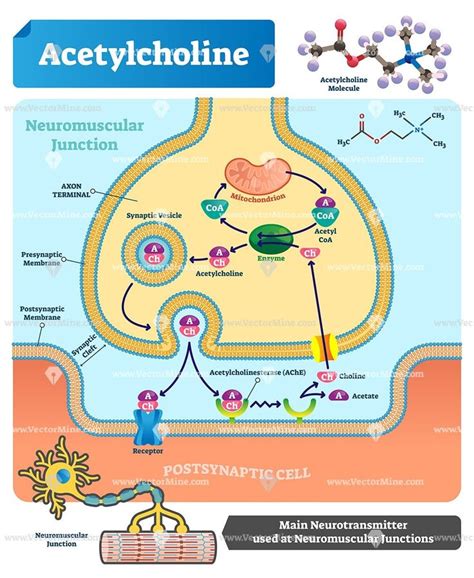 Acetylcholine Vector Illustration Labeled Scheme With Structure Of