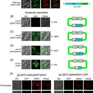 GFP Tagged Env7 Localizes To Vacuolar Membranes A Wild Type Yeast