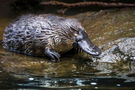 Ignore Those Aussies Who Say You Cant Spot A Platypus In The Wild