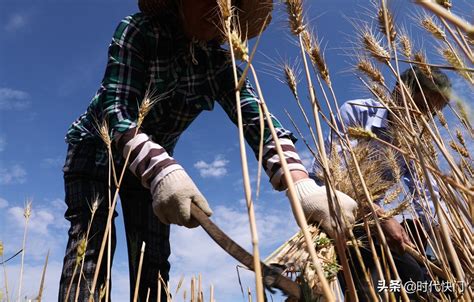 麦收时节 金色喜悦满田间 搜狐大视野 搜狐新闻