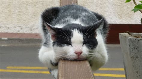 20 Lazy Cats That Will Make You LOL