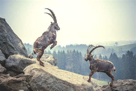 Quels Animaux Observer En Montagne La Vie Sauvage