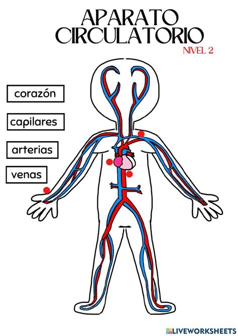 Nivel 2 Aparato Circulatorio Worksheet Study Motivation School