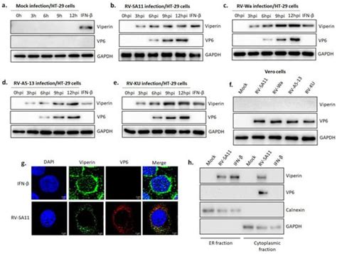 Viruses Free Full Text Viperin An Ifn Stimulated Protein Delays