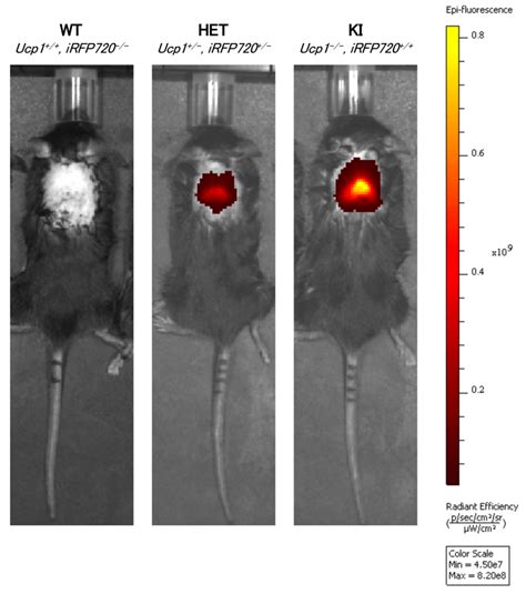 Ucp1 In Vivo Imaging Mice Experimental Animal Division Riken Brc