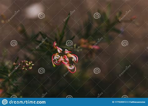 Plantas De Semperflorens De Grevillea De Australia Nativa Con