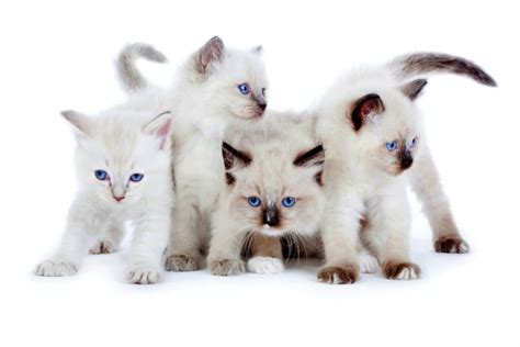 What Is A Mink Ragdoll Cat? - Ragdollcare