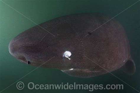 Pacific Sleeper Shark Teeth