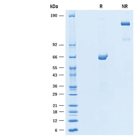 R D Systems Recombinant Human Epsilon Sarcoglycan Fc Chimera Protein