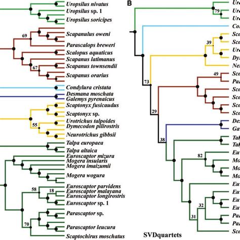 (PDF) Talpid Mole Phylogeny Unites Shrew Moles and Illuminates Overlooked Cryptic Species Diversity