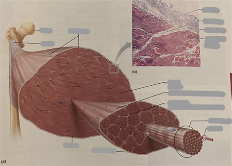 Anatomy Lab Practical 2 Connective Tissue Sheaths Of Skeletal Muscles