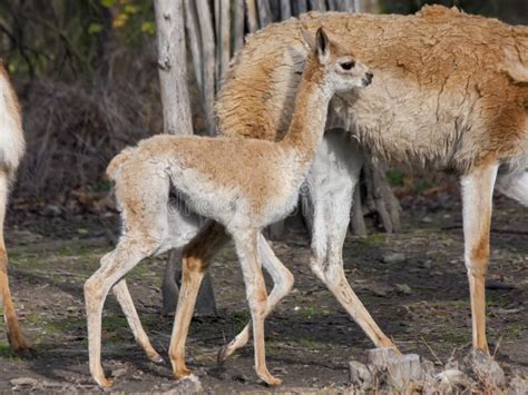 Vicugna baby stock image. Image of foal, breeding, camelidae - 35596283