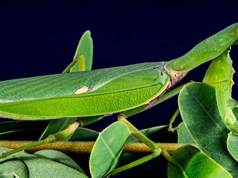 Praying Mantis Garden Pest Control Fasci Garden