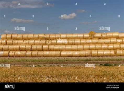 Stacked Straw Stacks In The Field Wheat Straw Stacks After Harvesting